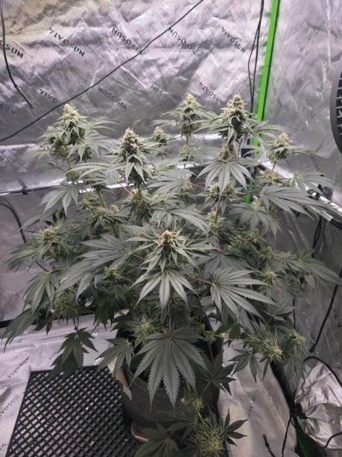 Orange Creampop - HSC. Week 13 - Day 87