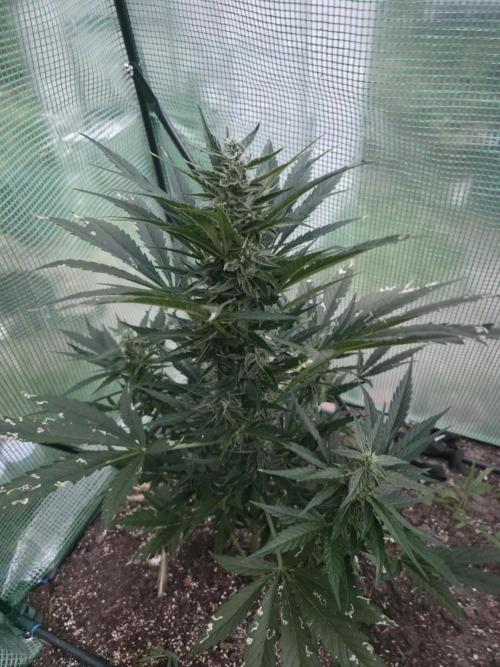 Killer Haze Auto - Outdoor. Week 8 - Day 53