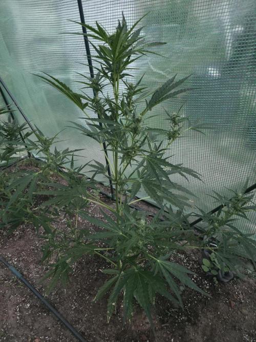 2nd Try Outdoor - Brutalis Auto. Week 8 - Day 53