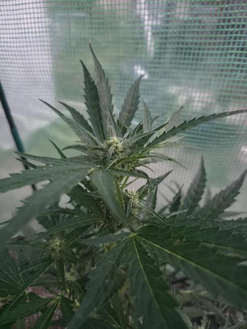 2nd Try Outdoor - Brutalis Auto. Week 8 - Day 53