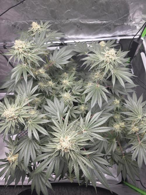 Orange Creampop - HSC. Week 13 - Day 88