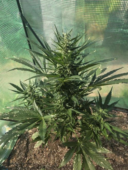 Killer Haze Auto - Outdoor. Week 8 - Day 54