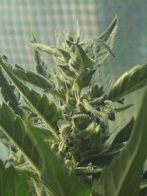 Killer Haze Auto - Outdoor. Week 8 - Day 54