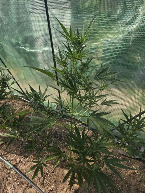 2nd Try Outdoor - Brutalis Auto. Week 8 - Day 54