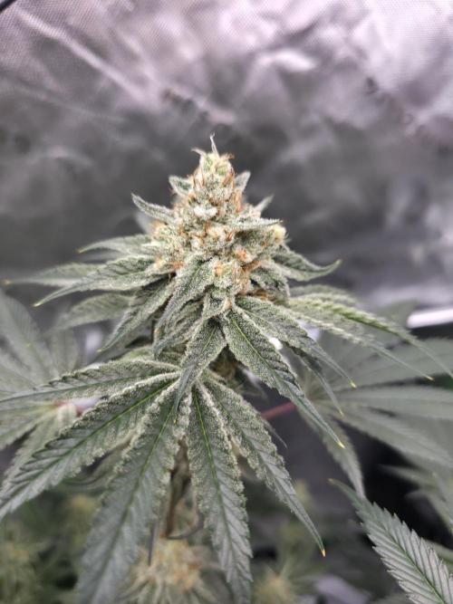 Orange Creampop - HSC. Week 13 - One of the mainbuds