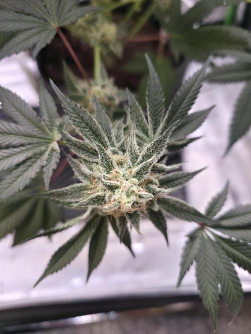 Orange Creampop - HSC. Week 13 - a sidebud
