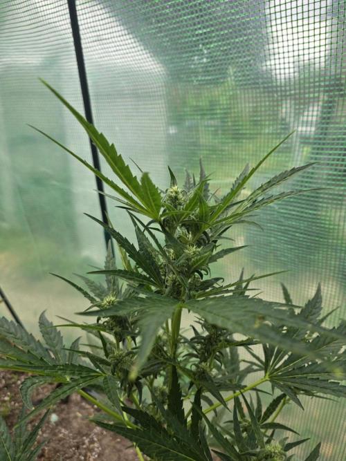 2nd Try Outdoor - Brutalis Auto. Week 8 - Day  55