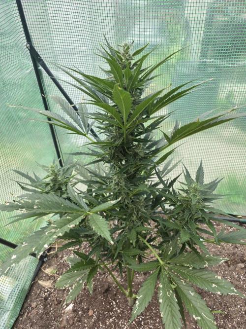 Killer Haze Auto - Outdoor. Week 8 - Day 55