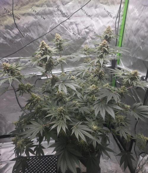 Orange Creampop - HSC. Week 13 - Day 90