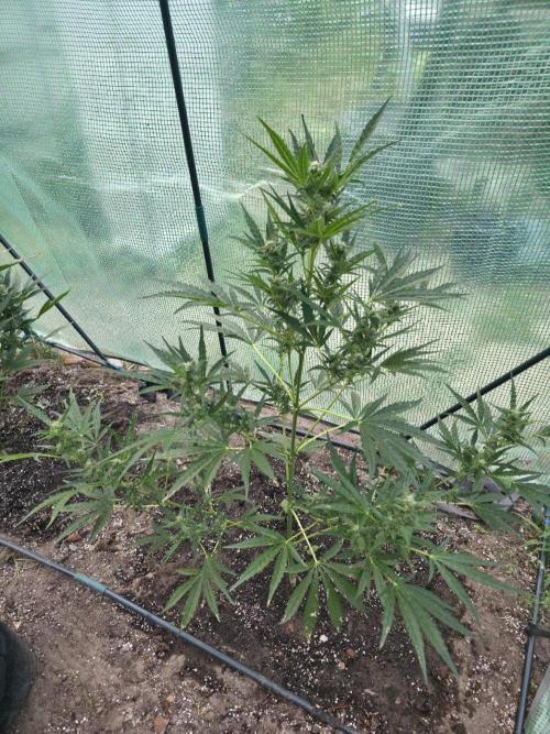 2nd Try Outdoor - Brutalis Auto. Week 8 - Day 56