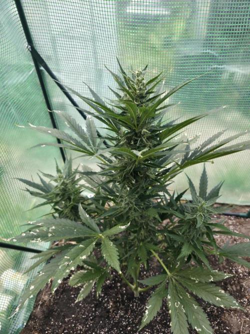 Killer Haze Auto - Outdoor. Week 8 - Day 56