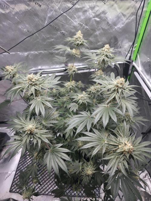 Orange Creampop. Week 13