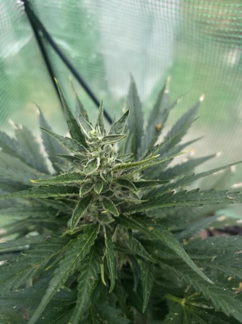 Killer Haze Auto - Outdoor. Week 9 - Day 57