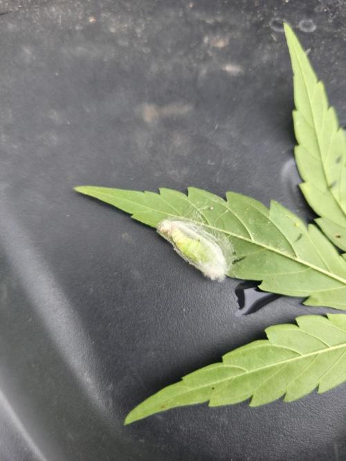 Killer Haze Auto - Outdoor. Week 9 - Day 57