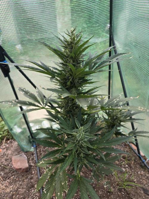 Killer Haze Auto - Outdoor. Week 9 - Day 59