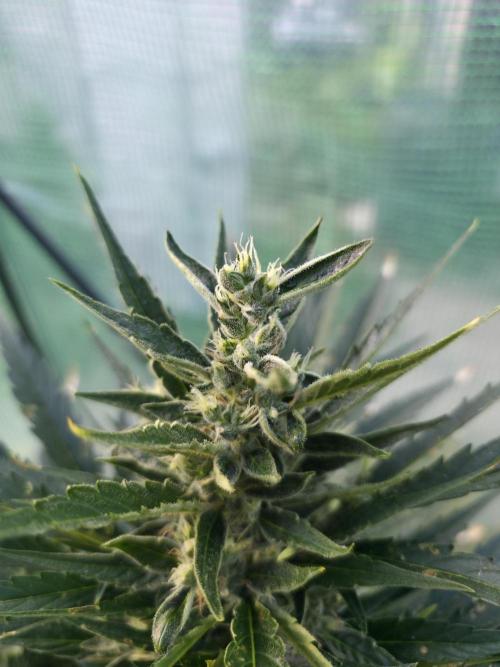 Killer Haze Auto - Outdoor. Week 9 - Day 59