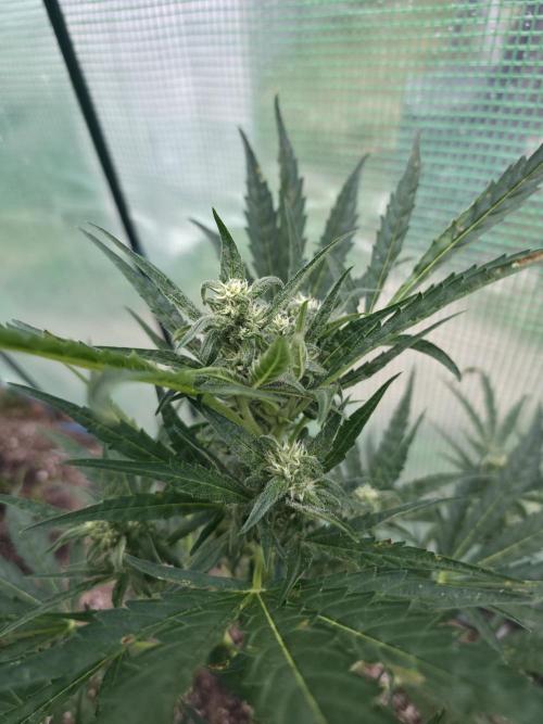 2nd Try Outdoor - Brutalis Auto. Week 9 - Day 57