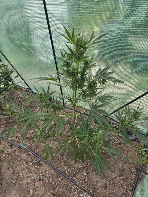 2nd Try Outdoor - Brutalis Auto. Week 9 - Day 59