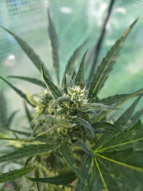 2nd Try Outdoor - Brutalis Auto. Week 9 - Day 59
