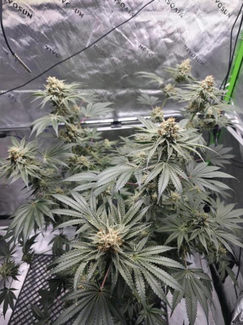Orange Creampop - HSC. Week 14 - Day 93
