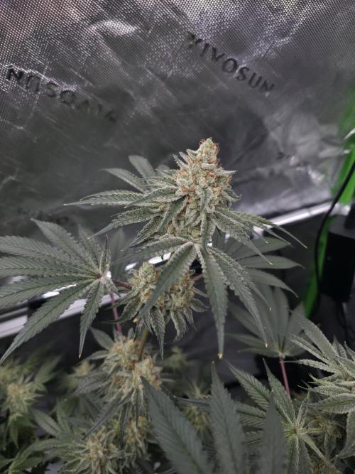 Orange Creampop - HSC. Week 14 - Day 93