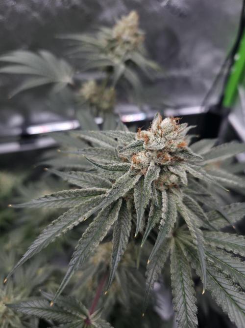 Orange Creampop - HSC. Week 14 - Day 93