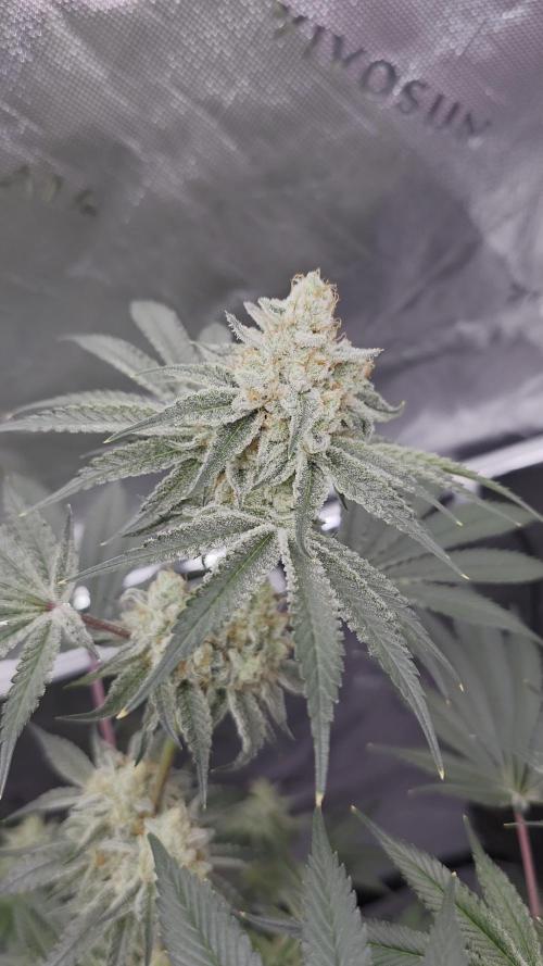 Orange Creampop - HSC