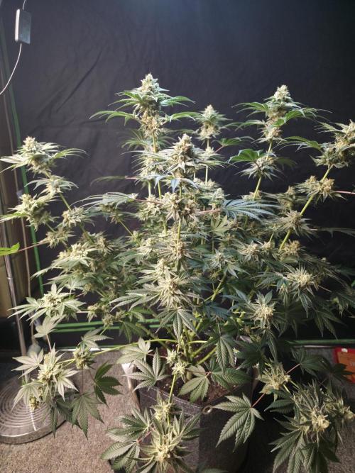 Orange Creampop - HSC. Week 14 - Day 94