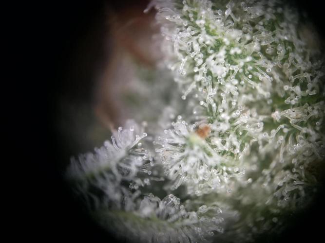 Orange Creampop - HSC. Week 14 - Bud on the middle