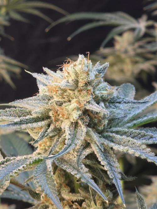 Orange Creampop - HSC. Week 14 - Day 94