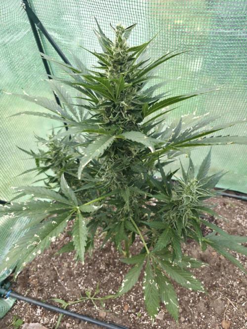 Killer Haze Auto - Outdoor. Week 9 - Day 60