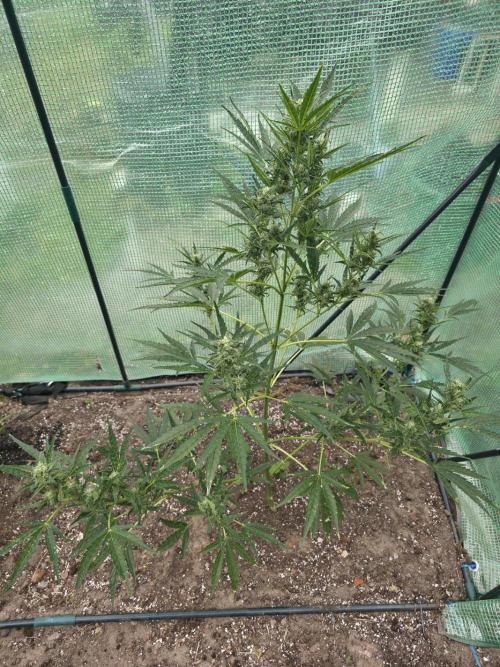 2nd Try Outdoor - Brutalis Auto. Week 9 - Day 60