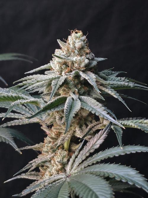 Orange Creampop. Week 14