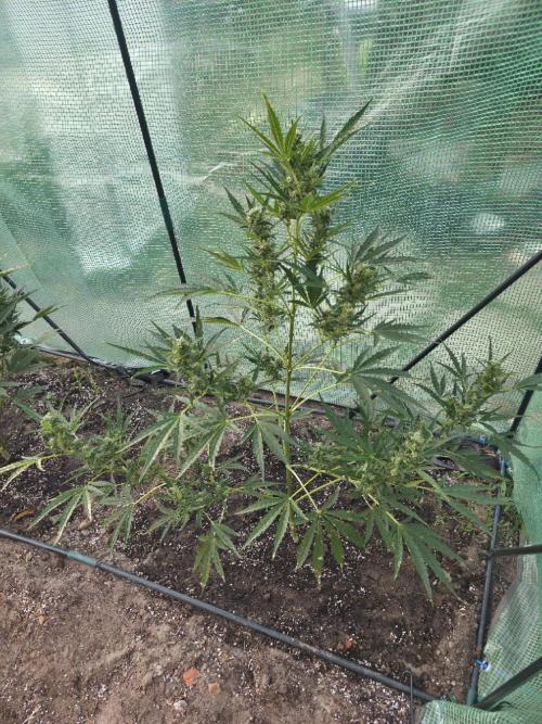 2nd Try Outdoor - Brutalis Auto. Week 9 - Day 61