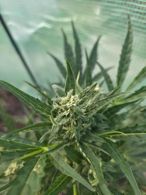 2nd Try Outdoor - Brutalis Auto. Week 9 - Main Bud