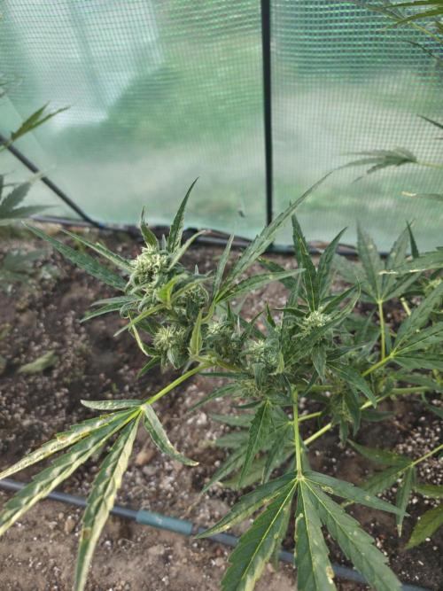2nd Try Outdoor - Brutalis Auto. Week 9 - Side Bud