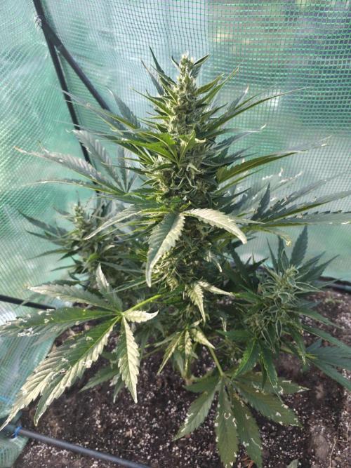 Killer Haze Auto - Outdoor. Week 9 - Day 61
