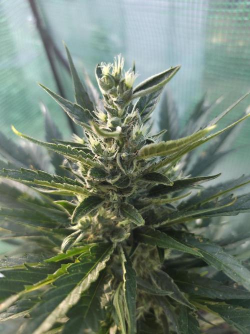 Killer Haze Auto - Outdoor. Week 9 - Main Bud
