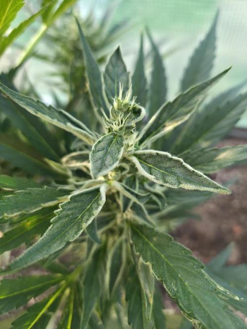 Killer Haze Auto - Outdoor. Week 9 - Side Bud
