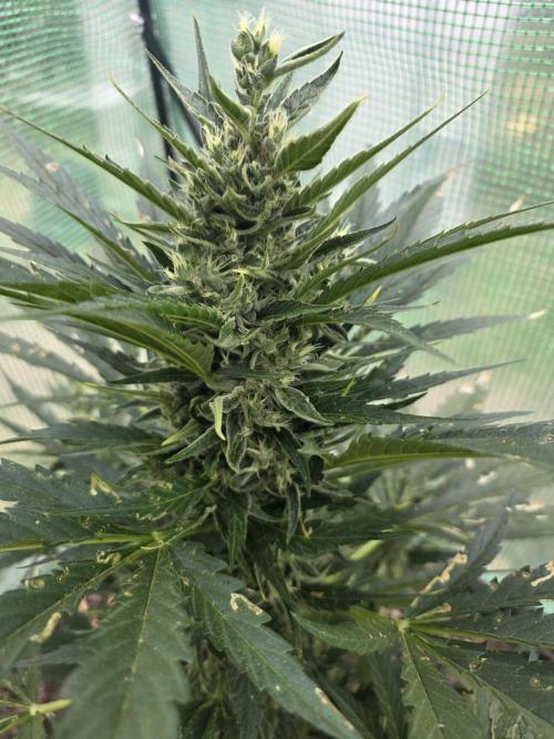 Killer Haze Auto - Outdoor. Week 9 - Day 62