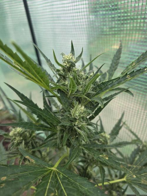 2nd Try Outdoor - Brutalis Auto. Week 9 - Day 62