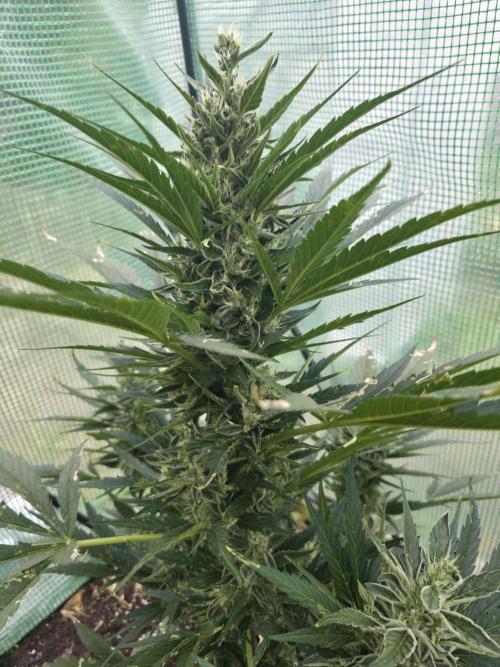 Killer Haze Auto - Outdoor. Week 9 - Day 63