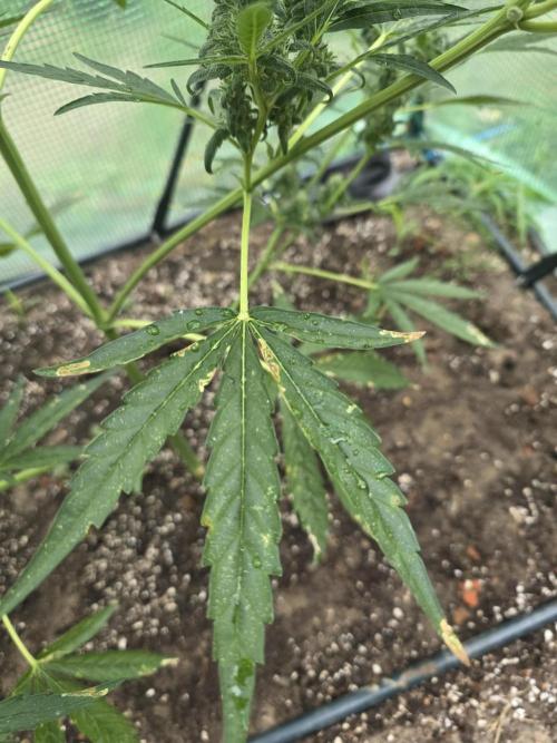 2nd Try Outdoor - Brutalis Auto. Week 9 - Day 63