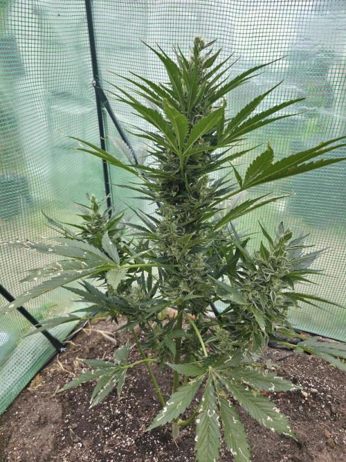 Killer Haze Auto - Outdoor. Week 10 - Day 64