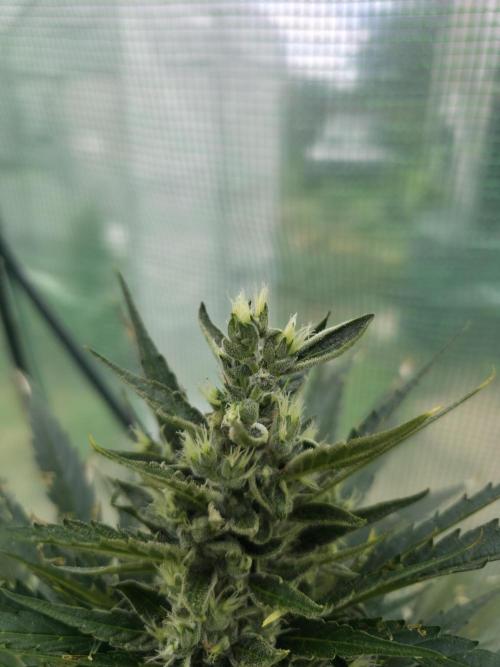 Killer Haze Auto - Outdoor. Week 10 - Day 64
