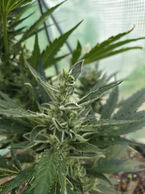 Killer Haze Auto - Outdoor. Week 10 - Day 64