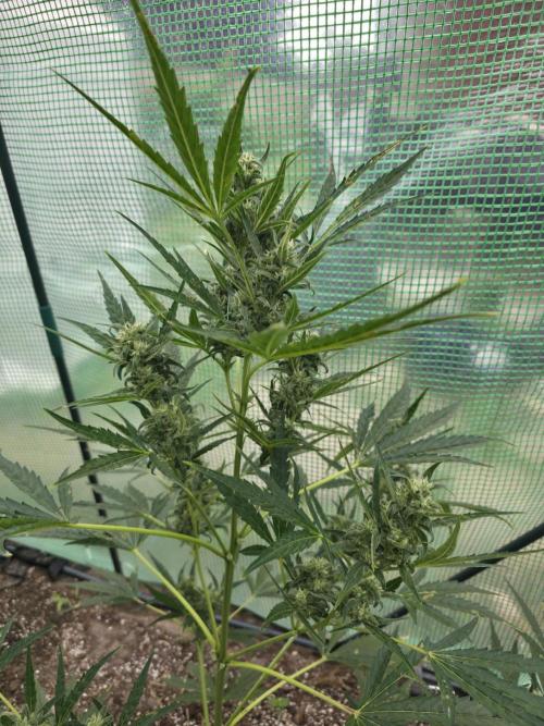 2nd Try Outdoor - Brutalis Auto. Week 10 - Day 64