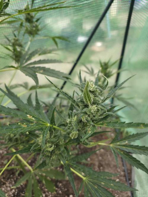 2nd Try Outdoor - Brutalis Auto. Week 10 - Day 64