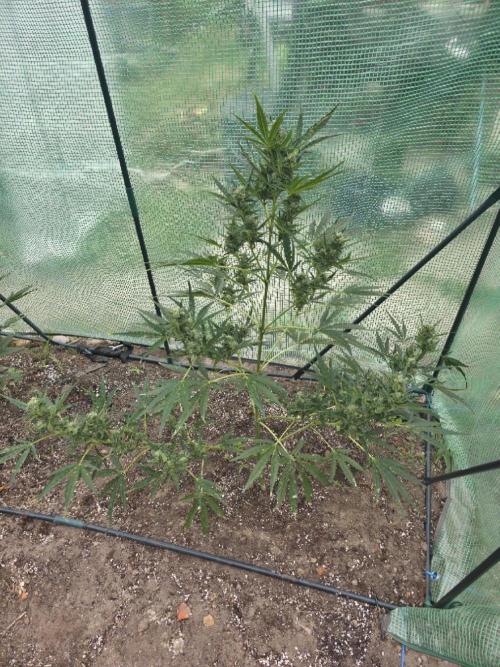 2nd Try Outdoor - Brutalis Auto. Week 10 - Day 65