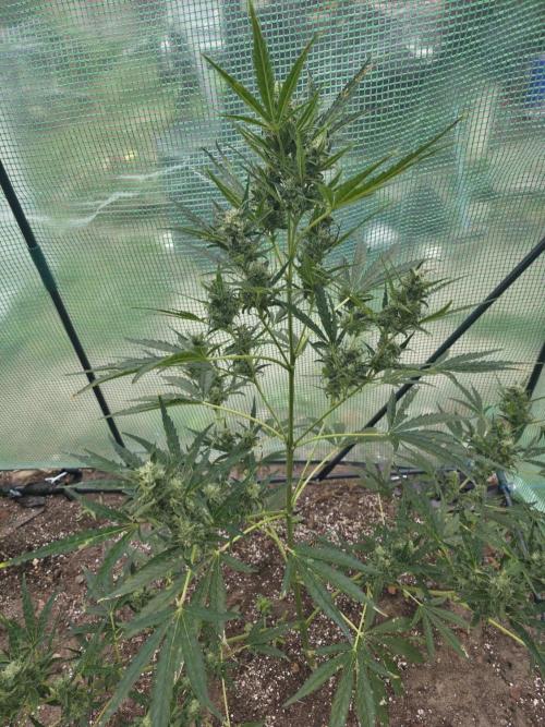 2nd Try Outdoor - Brutalis Auto. Week 10 - Day 65
